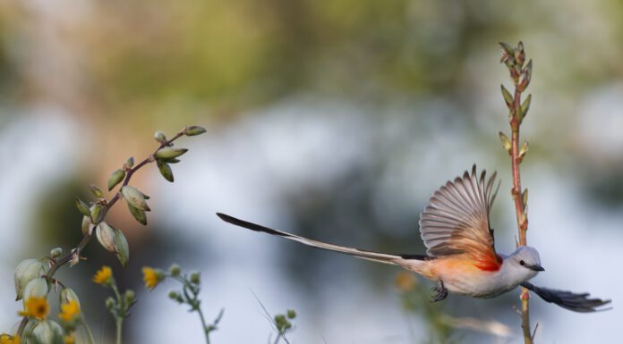 Wild & Worth Protecting