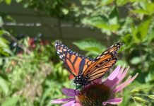 Monarchs on the Move