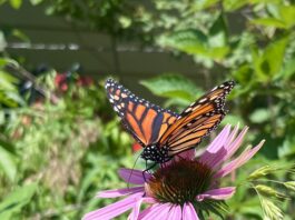 Monarchs on the Move