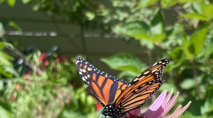 Monarchs on the Move