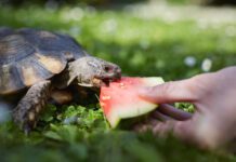 Oklahoma’s Wild Side