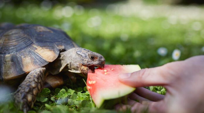 Oklahoma’s Wild Side