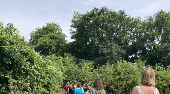 The City’s Harvest