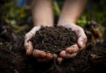 A Beginner’s Guide to Composting