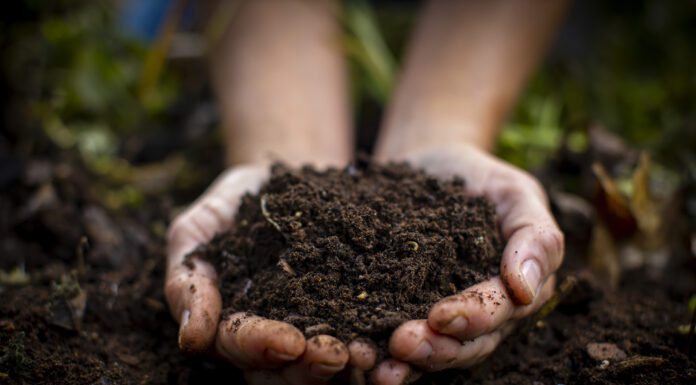 A Beginner’s Guide to Composting