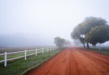 Roots in the Red Dirt