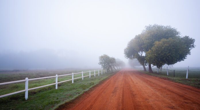 Roots in the Red Dirt