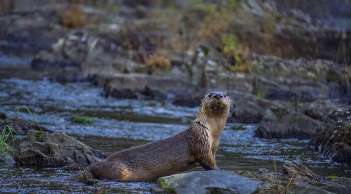 Oklahoma’s Otter Revival