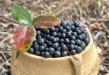 Art, Land and Legacy