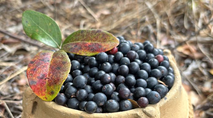 Art, Land and Legacy