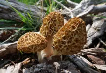 The Morel of the Story