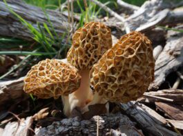 The Morel of the Story