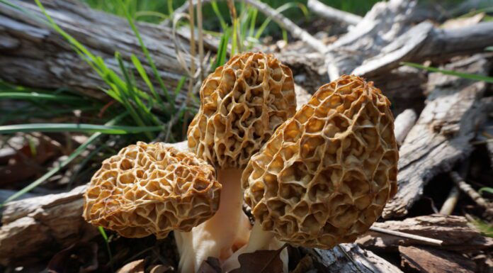 The Morel of the Story