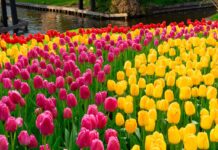 Old-World Dutch Charm