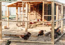 The Rise of Backyard Flocks