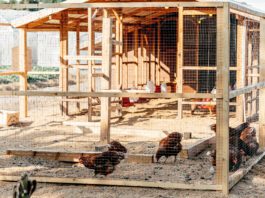 The Rise of Backyard Flocks