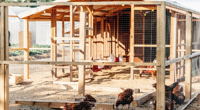 The Rise of Backyard Flocks