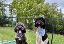 Going to the Dogs