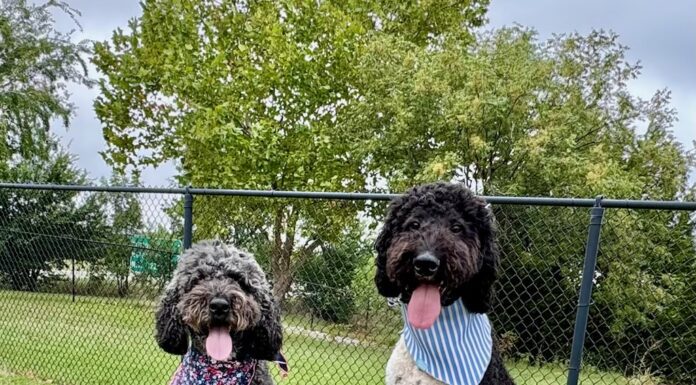 Going to the Dogs