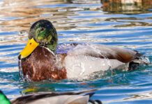 Waterfowl Way