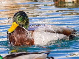Waterfowl Way