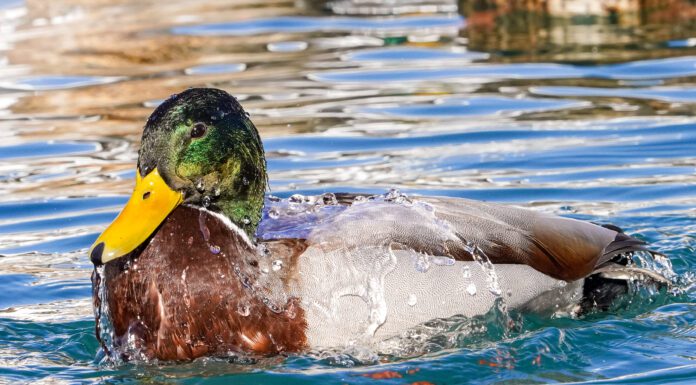 Waterfowl Way